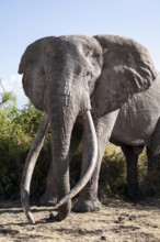 Animal portrait, African elephant (Loxodonta africana), the famous Super Tusker elephant Craig, old