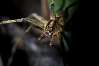 Night view of scary wolf spider (Lycosidae) in the jungle, Amani Nature Forest Reserve, Eastern