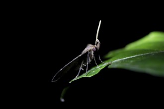 Moths at night in the jungle, Amani Nature Forest Reserve, Eastern Usambara Mountains, Tanga,