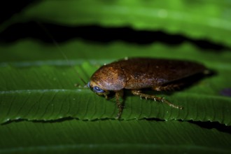Cockroach (leaf todea) in the jungle, Amani Nature Forest Reserve, Eastern Usambara Mountains,