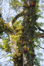 Overgrown tree in jungle, Amani Nature Forest Reserve, Eastern Usambara Mountains, Tanga, Tanzania