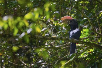 Silver-cheeked hornbill (Bycanistes brevis) in the jungle, Amani Nature Forest Reserve, Eastern