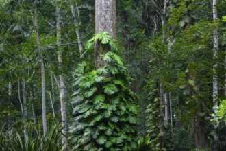 Overgrown tree in jungle, Amani Nature Forest Reserve, Eastern Usambara Mountains, Tanga, Tanzania