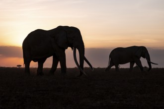 Backlight, African elephant (Loxodonta africana), the famous Super Tusker elephant Craig and