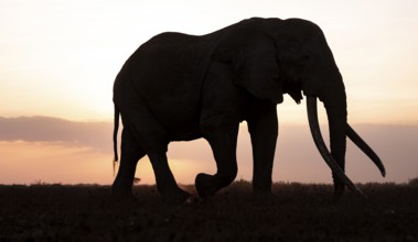 Backlight, African elephant (Loxodonta africana), the famous Super Tusker elephant Craig, old bull