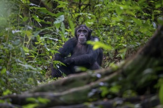 Chimpanzee (Pan Troglodytes), adult male on the ground in the jungle, Murchison Falls National