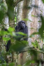 Chimpanzee (Pan Troglodytes), adult male in tree, jungle, Murchison Falls National Park, Uganda