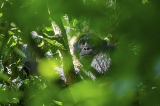 Chimpanzee (Pan Troglodytes), adult male in a jungle tree, Murchison Falls National Park, Uganda