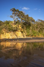 New Zealand Christmas tree (Metrosideros) in Otara Bay. Morning, golden hour.Otara Bay, Coromandel