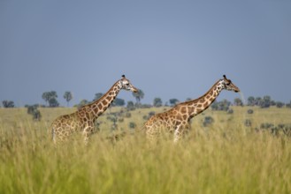 Rothschild giraffes in Murchison Falls National Park, Uganda