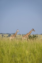 Rothschild giraffes in Murchison Falls National Park, Uganda