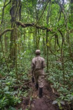 Ranger running in the jungle, Kibale National Park, Uganda