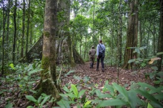Tourists and rangers run in the jungle, Kibale National Park, Uganda