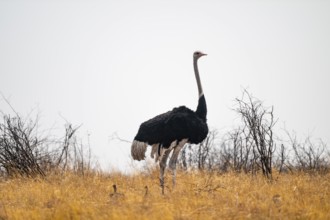 African ostrich (Struthio camelus), adult male with young animals, chicks, African savanna, Nxai