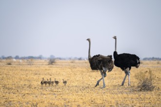 African ostrich (Struthio camelus), adult female and male with six young animals, chicks, animal
