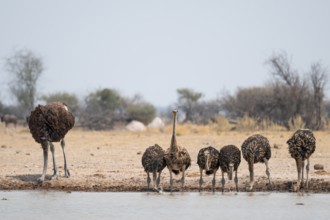 African ostrich (Struthio camelus), funny animal family, mother and six juvenile young animals,