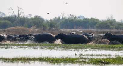 Herd of hippos (Hippopotamus amphibius) run into the water, Okavango Delta, Botswana