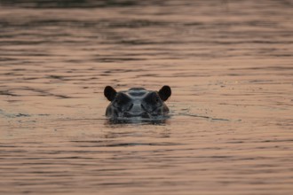 Evening mood, hippo (Hippopotamus amphibius) in the Okavango Delta, Botswana