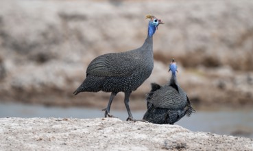 Helmet guinea fowl (Numida meleagris), swarm at the waterhole, Nxai Pan National Park, Botswana