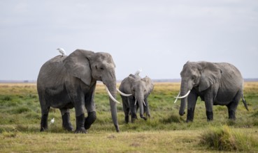 African elephant (Loxodonta africana) with heron on its back, Amboseli National Park, Rift Valley