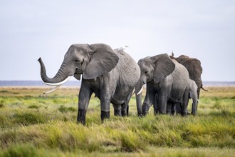 African elephant (Loxodonta africana) kills, heron on the back, Amboseli National Park, Rift Valley