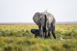African elephant (Loxodonta africana), young animal killing, heron on the back, Amboseli National