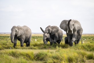 Four African elephants (Loxodonta africana), active, trumpets and aggression, Amboseli National
