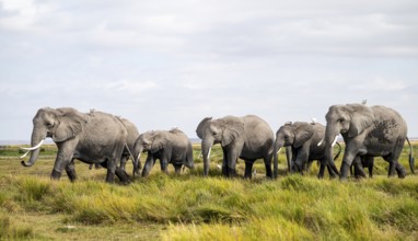 Animal Herd, African Elephant (Loxodonta africana), Amboseli National Park, Rift Valley Province,