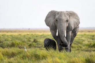 African elephant (Loxodonta africana), mother and young in Amboseli National Park, Rift Valley