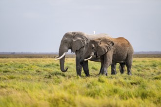 Two African elephants (Loxodonta africana), Amboseli National Park, Rift Valley Province, Kenya