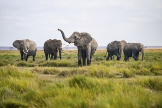 Herd, African elephant (Loxodonta africana) killing, heron on the back, Amboseli National Park,