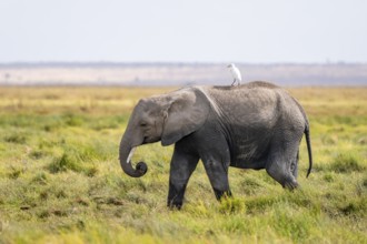 Young animal with bird on its back, African elephant (Loxodonta africana), Amboseli National Park,