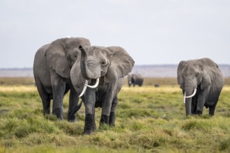 African elephant (Loxodonta africana), herd of young animals in Amboseli National Park, Rift Valley