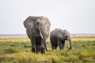 African elephant (Loxodonta africana), cow heron on the back, Amboseli National Park, Rift Valley