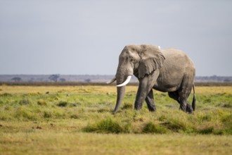 African elephant (Loxodonta africana), Amboseli National Park, Rift Valley Province, Kenya