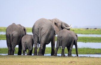 Funny, herd standing in line at water and drinking, African elephant (Loxodonta africana), Amboseli