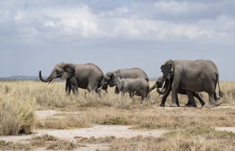 Arid Landscape, African Elephant (Loxodonta africana), Amboseli National Park, Rift Valley