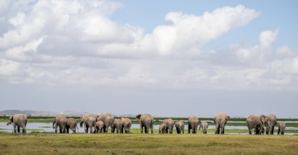 Herd standing in line at water drinking, African elephant (Loxodonta africana), Amboseli National