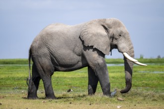 Big male, African elephant (Loxodonta africana), Amboseli National Park, Rift Valley Province,