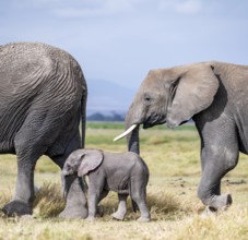 African elephant (Loxodonta africana) with baby, young and dam, Amboseli National Park, Rift Valley