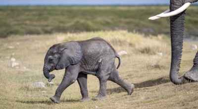 African elephant (Loxodonta africana), baby, young animal, Amboseli National Park, Rift Valley