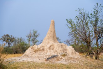 Large termite hill, Moremi Game Reserve, Botswana