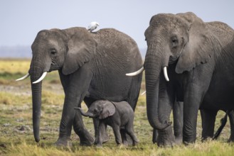 African elephant (Loxodonta africana), herd of young animals in Amboseli National Park, Rift Valley