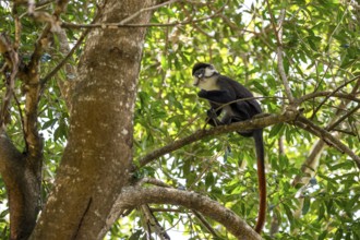 Red-tailed monkeys or Congo white-nosed monkeys (Cercopithecus ascanius schmidti), Kibale National