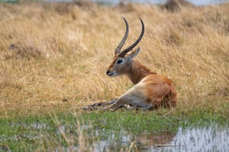 Letschwe or litchi bog antelope (Kobus leche), adult male, in tall dry grass, Okavango Delta,