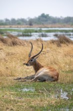 Letschwe or litchi bog antelope (Kobus leche), adult male, in tall dry grass, Okavango Delta,