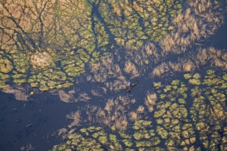 Marshland, marshland, Kavango fishermen with dugout boat, Mokoro, aerial view, Okavango Delta,