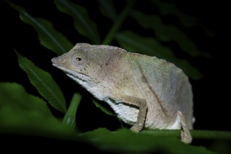 Zomba dwarf chameleon (Rieppeleon brachyurus), white chameleon on a branch at night, Amani Nature