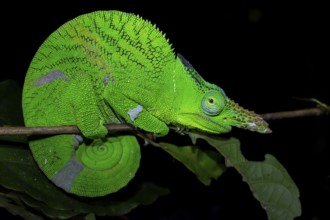 Squishy bihorn chameleon (Kinyongia matschiei), adult male, chameleon on a branch at night, Amani