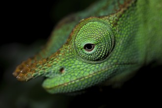 Animal portrait, squishy bihorned chameleon (Kinyongia matschiei), juvenile male, chameleon on a